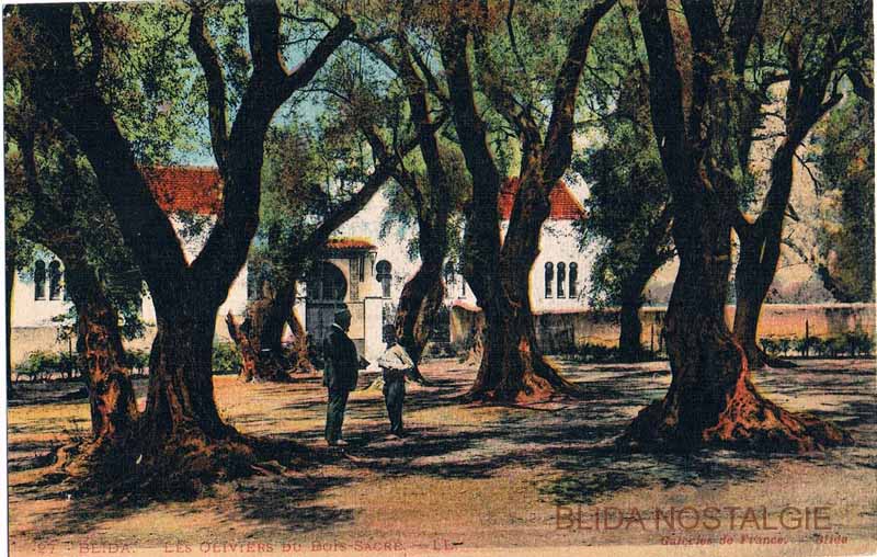 bois (2).jpg